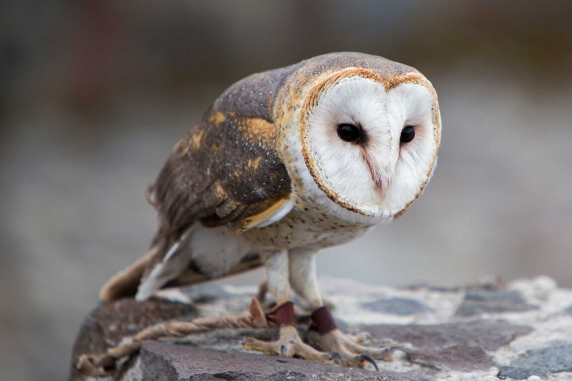 Closeup of a barn owl