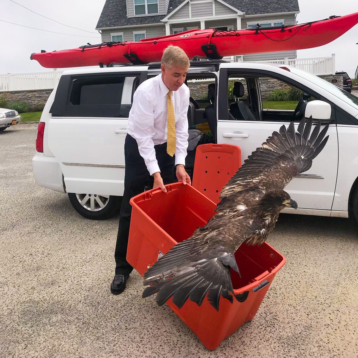 eagle release